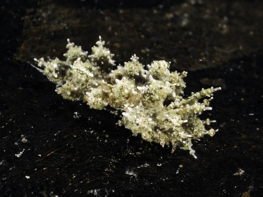 Janolus sp. 10